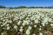 Pom Pom everlastings (Cephalipterum drummondii) in flower on arid ground, Karara Rangelands, Mid West, Western Australia.