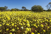 Pom Pom everlastings (Cephalipterum drummondii) in flower on arid ground, Karara Rangelands, Mid West, Western Australia.