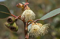 Ridge-fruited mallee (Eucalyptus angulosa) flowers and nuts, south coast of Western Australia.