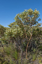 Northern sandplain mallee (Eucalyptus gittinsii) in flower, north of Perth, Western Australia.
