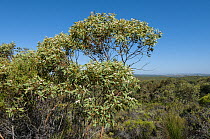 Northern sandplain mallee (Eucalyptus gittinsii) in flower, north of Perth, Western Australia.