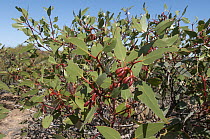 Coarse-leaved mallee (Eucalyptus grossa) with buds, Goldfields, south west Western Australia.