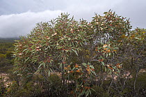 Ridge-fruited mallee (Eucalyptus incrassata) with flowers and buds, Cape Arid National Park, south west Western Australia.