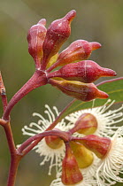Ridge-fruited mallee (Eucalyptus incrassata) flowers and buds, Cape Arid National Park, south west Western Australia.