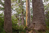 Red tingle (Eucalyptus jacksonii) and Karri (Eucalyptus diversicolor) trees in native forest, Walpole, south west Western Australia.