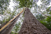 Red tingle (Eucalyptus jacksonii) and Karri (Eucalyptus diversicolor) trees in native forest, Walpole, south west Western Australia.