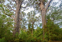Red tingle (Eucalyptus jacksonii) trees, Walpole, south west Western Australia.