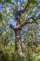 Red tingle (Eucalyptus jacksonii) tree, Walpole, south west Western Australia.