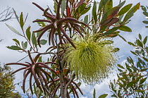 Bushy yate (Eucalyptus lehmannii) buds and flower, Fitzgerald River National Park, south west Western Australia.