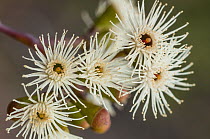 York gum (Eucalyptus loxophleba) flowers, Goldfields, south west Western Australia.