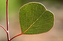 Round-leaved mallee (Eucalyptus orbifolia) leaf, showing oily glands, Goldfields, south west Western Australia.