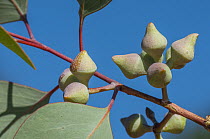 Round-leaved mallee (Eucalyptus orbifolia) flower buds on tree, Goldfields, south west Western Australia.