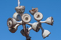 Round-leaved mallee (Eucalyptus orbifolia) nuts on tree, Goldfields, south west Western Australia.