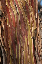 Round-leaved mallee (Eucalyptus orbifolia) minni ritchi bark detail, Goldfields, south west Western Australia.