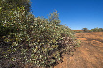 Round-leaved mallee (Eucalyptus orbifolia) small tree growing on granite outcrop, Goldfields, south west Western Australia.