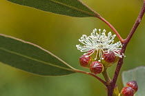Capped mallee (Eucalyptus pileata) flowers and buds, Goldfields, south west Western Australia.