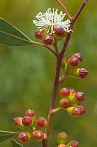 Capped mallee (Eucalyptus pileata) flowers and buds, Goldfields, south west Western Australia.