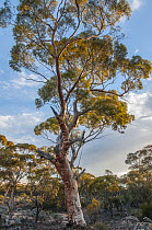 Salmon gum (Eucalyptus salmonophloia), Great Western Woodlands, Western Australia.