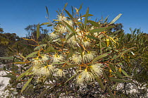 Glazed mallee (Eucalyptus tenera) buds and flowers, Great Western Woodlands, Western Australia.