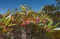 Glazed mallee (Eucalyptus tenera) buds and flowers, Great Western Woodlands, Western Australia.