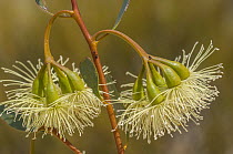 Glazed mallee (Eucalyptus tenera) in flower, Great Western Woodlands, Western Australia.