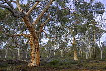 Wandoo (Eucalyptus wandoo) trees in native woodland, Dryandra National Park, south west Western Australia.
