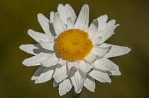Mayweed sunday Hyalosperma cotula) in flower, central and south west coast, Western Australia.