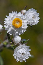 Fragrant waitzia (Waitzia suaveolens) in flower, southwest Western Australia.