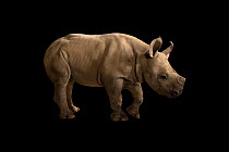 Eastern black rhinoceros (Diceros bicornis michaeli) calf, portrait, Zoo Atlanta, Georgia. Captive, occurs in East Africa. Critically endangered.