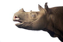 Bornean rhinoceros (Dicerorhinus sumatrensis harrissoni) female, head portrait, Sumatran Rhino Rescue Center, Indonesia. Captive, occurs in Borneo. Critically endangered.