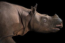 Bornean rhinoceros (Dicerorhinus sumatrensis harrissoni) female, head portrait, Sumatran Rhino Rescue Center, Indonesia. Captive, occurs in Borneo. Critically endangered.