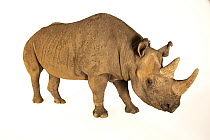 Eastern black rhinoceros (Diceros bicornis michaeli) female, aged 19 years, portrait, Sedgwick County Zoo, Kansas. Captive, occurs in East Africa. Critically endangered.