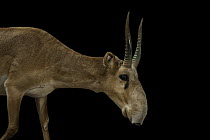 Saiga antelope (Saiga tatarica tatarica) male, portrait, Almaty Zoo, Kazakhstan. Captive. Critically endangered.