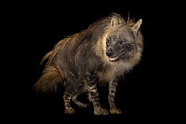 Brown hyena (Parahyaena brunnea) portrait, Prague Zoo. Captive, occurs in southern Africa.