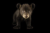 Black bear cub (Ursus americanus americanus) aged 10 weeks, portrait, North Carolina Zoo, USA. Captive.