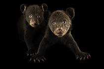 Two Black bear cubs (Ursus americanus americanus) aged 10 weeks, portrait, North Carolina Zoo, USA. Captive.