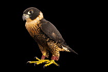 Orange-breasted falcon (Falco deiroleucus) portrait, Parque de las Leyendas, Lima, Peru. Captive.