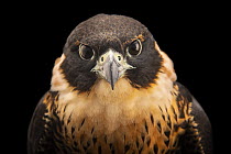 Orange-breasted falcon (Falco deiroleucus) head portrait, Parque de las Leyendas, Lima, Peru. Captive.