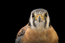 American kestrel (Falco sparverius caucae) head portrait, Parque Jaime Duque, Colombia. Captive.