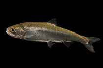 Sockeye salmon (Oncorhynchus nerka) sub-adult, portrait, Eagle Fish Hatchery, Idaho, USA. Captive.