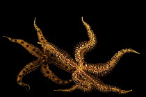 Two Flat-spined brittlestars (Ophiopteris papillosa) portrait, Butterfly Pavilion, Colorado. Captive, occurs in eastern Pacific Ocean.