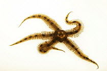 Flat-spined brittlestar (Ophiopteris papillosa) portrait, Butterfly Pavilion, Colorado. Captive, occurs in eastern Pacific Ocean.