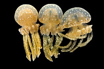 Three Spotted jellyfish (Mastigias papua) portrait, Monterey Bay Aquarium, California. Captive, occurs in Indo-Pacific.