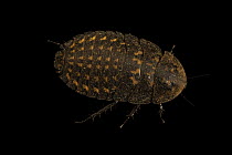 Discoid cockroach (Blaberus discoidalis) nymph, portrait, Centro de Rescate Amazonico, Peru. Captive, occurs in Central America.