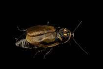 Glowspot cockroach (Lucihormetica grossei) portrait, Berlin Zoological Garden. Captive, occurs in South America.