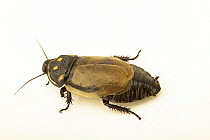 Glowspot cockroach (Lucihormetica grossei) portrait, Berlin Zoological Garden. Captive, occurs in South America.