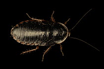 Oriental litter cockroach (Opisthoplatia orientalis) portrait, Berlin Zoological Garden. Captive, occurs in China and Japan.