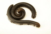 Two Firehead millipedes (Spirostreptus servatius) portrait, Berlin Zoological Garden. Captive, occurs in West and Central Africa.