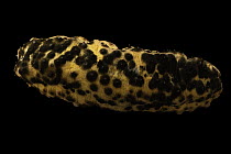 Leopard sea cucumber (Holothuria pardalis) portrait, Sharjah Aquarium, United Arab Emirates. Captive, occurs in Indo-Pacific.
