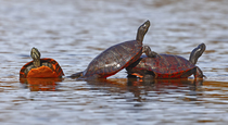 Three Northern red-bellied turtles (Pseudemys rubriventris) basking on log in water, Maryland, USA. October.